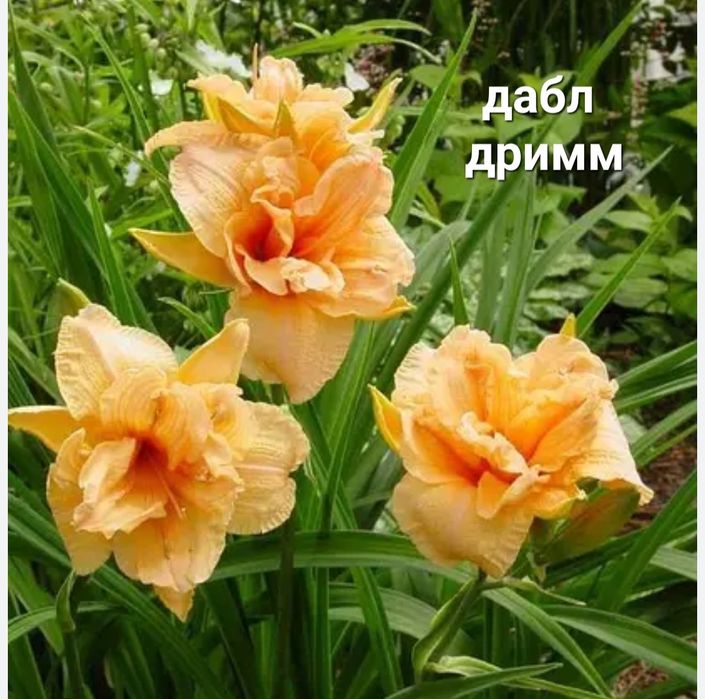 Продам цветы многолетние