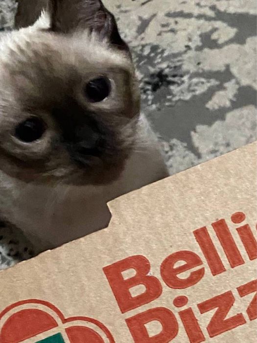 Сиамская кошка сотилади