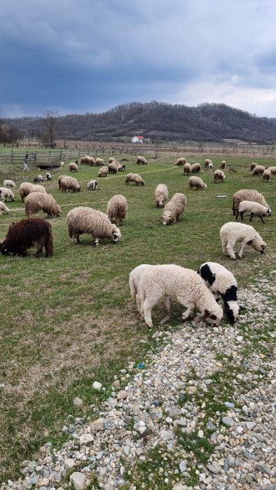 Vand Oi miei si berbeci tineri