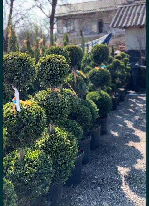 Plamte ornamentale de diferite varietatii