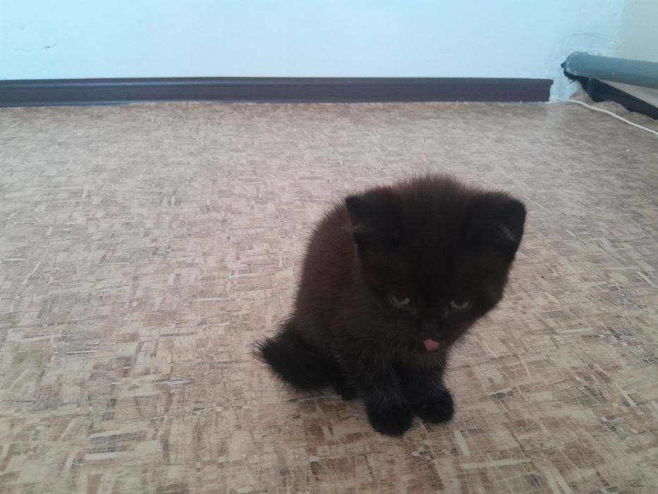 Отдам в хорошие руки