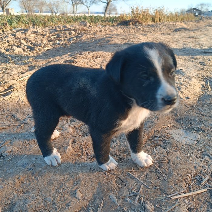 Kuchuk bolasi  zotdor