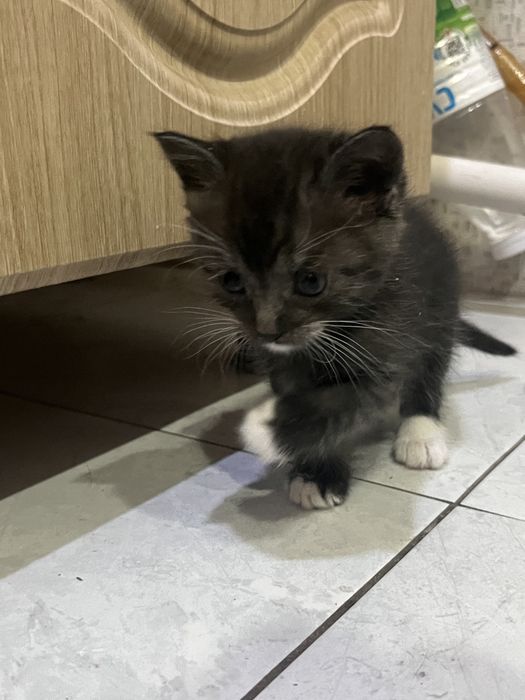 Отдам котят в добрые руки