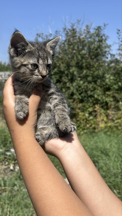 Отдам котят в хорошие руки