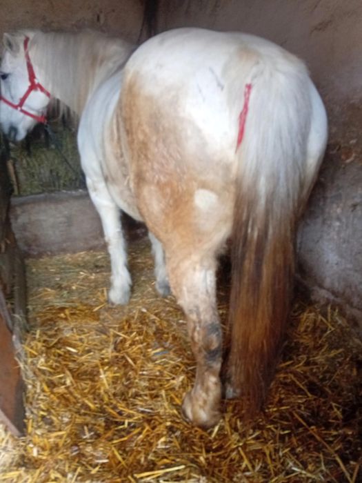 Vând iapa de lucru 7 ani bună de tras