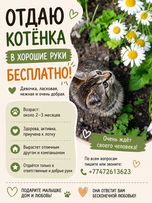 Отдам котенка в хорошие руки