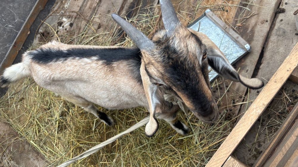 Ешкі козел город алматы