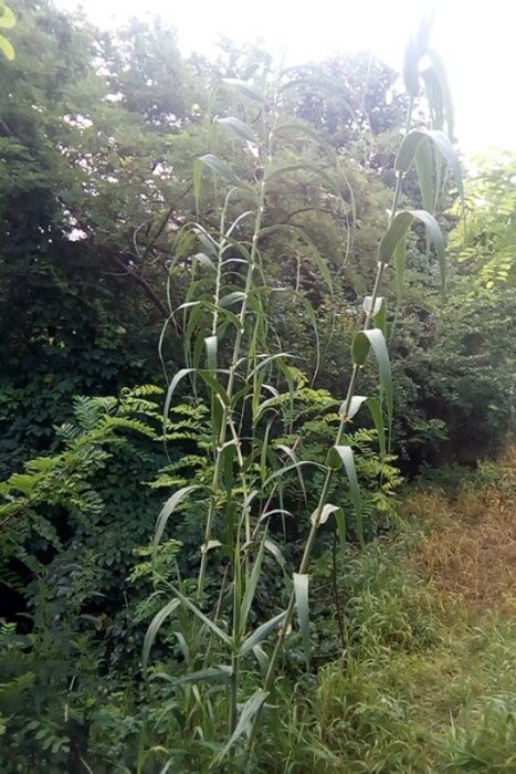 stuf gigant Arundo donax