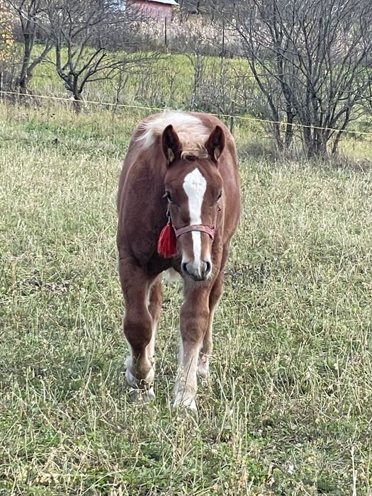 Disponibila iapa de 7ani cu manz de 4luni