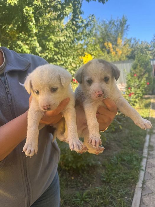 Отдам щенков в добрые руки
