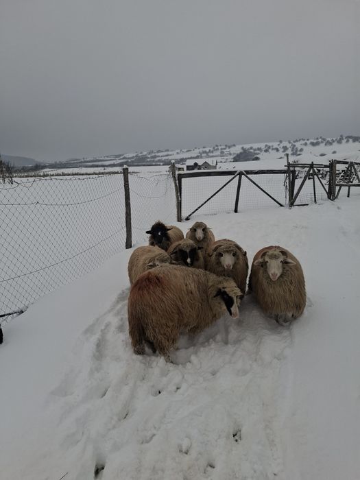 Oi de vânzare tinere