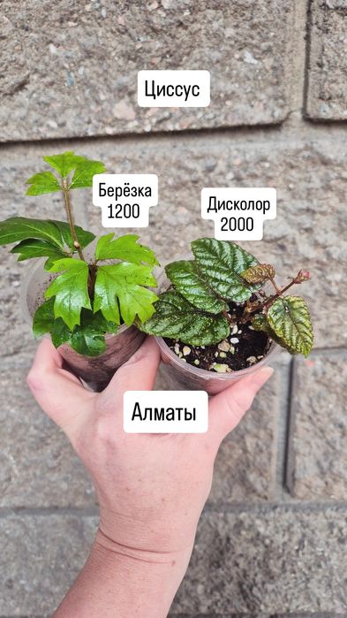 Комнатные растения