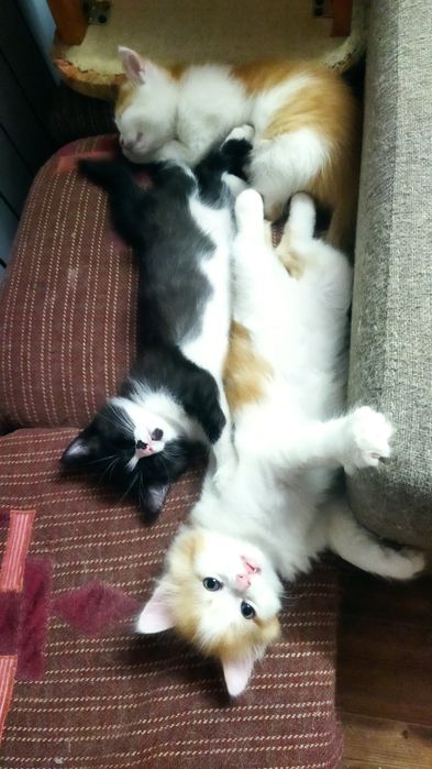 Котята игривые...