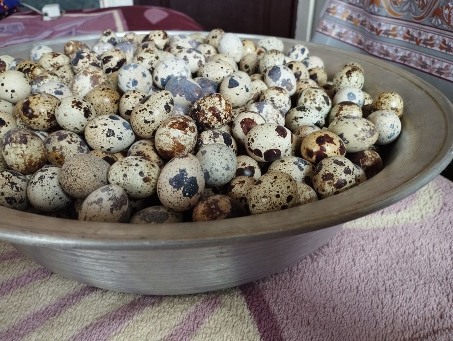 Бедана тухум, Bedana tuxum