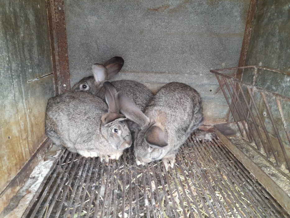 Зайци  замразени за   месо20 евро.Малки зайчета на 3 месеца 15евро