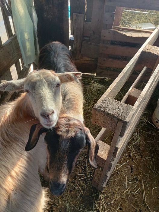 De vânzare 2 capre bune de lapte