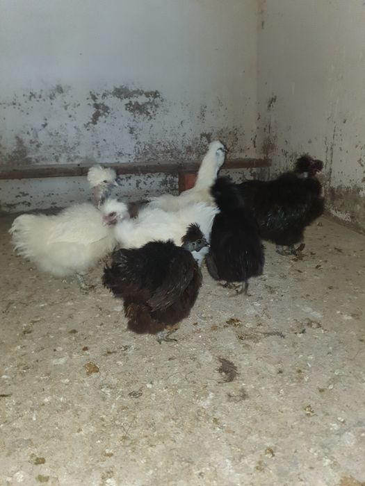 Vand matase japoneza.