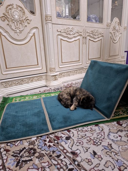 Беременная Мадам толька в добрые руки