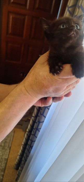 Котята от мамы крысалова