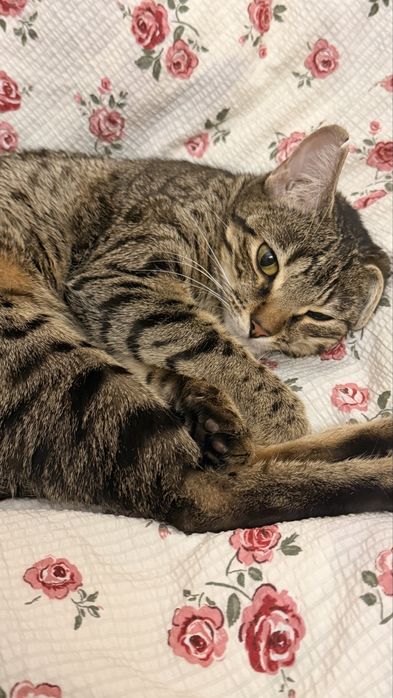 Кошка девочка..