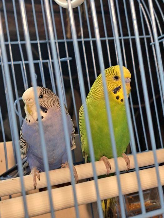 Vand colivie si 2 perusi