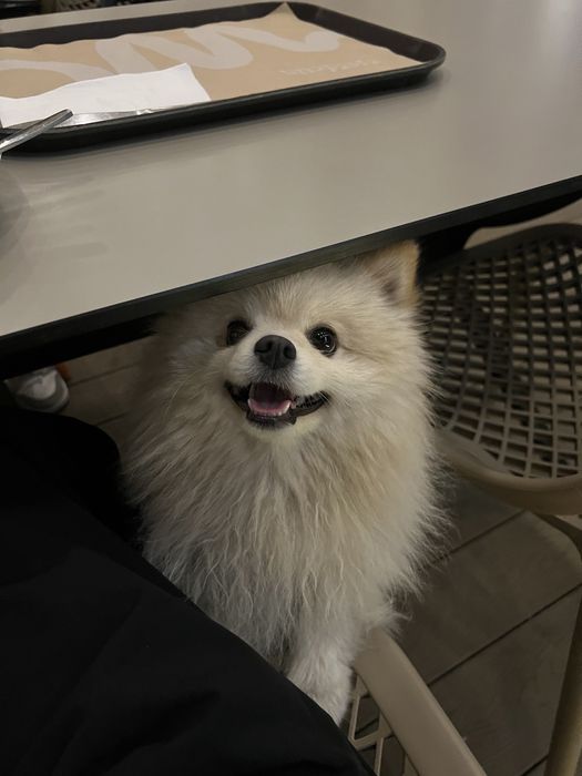 Померанский шпиц на вязку