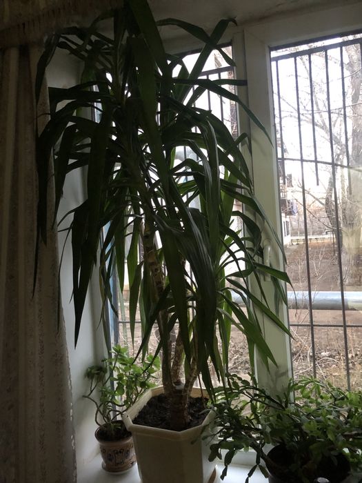 Комнатное растение