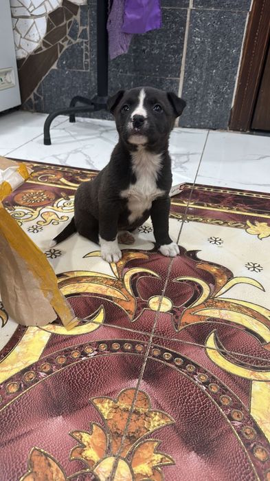 Шенок маленки бесплатно