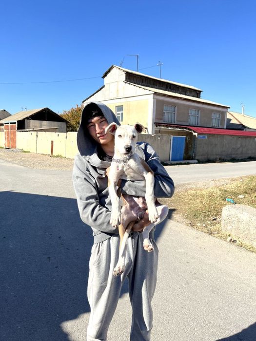 Дрессировка собак и щенков