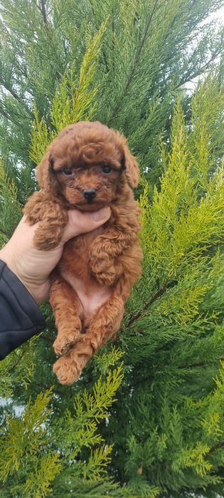 Пудел той пуделче