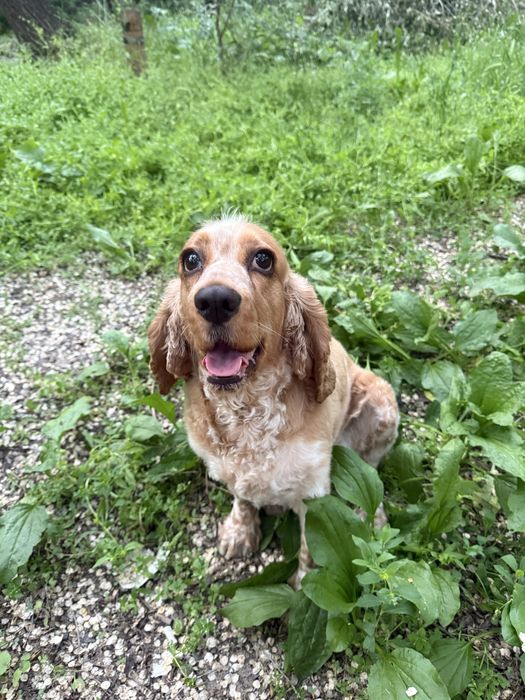Вязка английский кокер спаниель