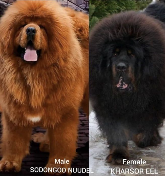 Продам щенков тибетского мастифа