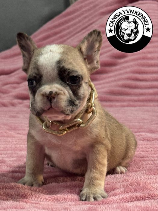 Mascul buldog francez lilac merle