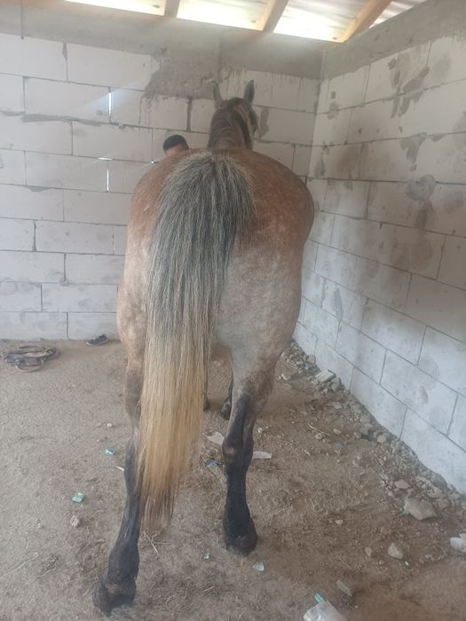 Vnd iapă de 5 ani cu acte  forte cuminte