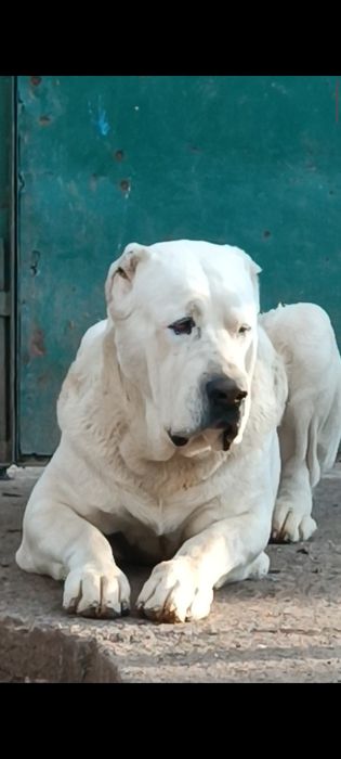 Алабай предлагается для вязки