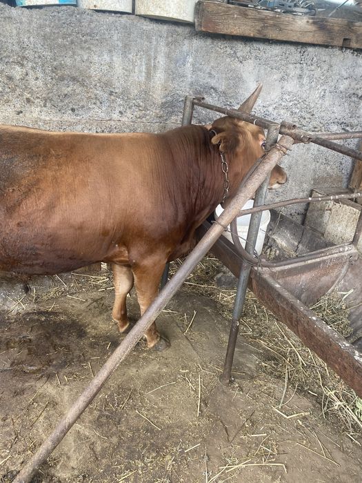Продам быка 2 года