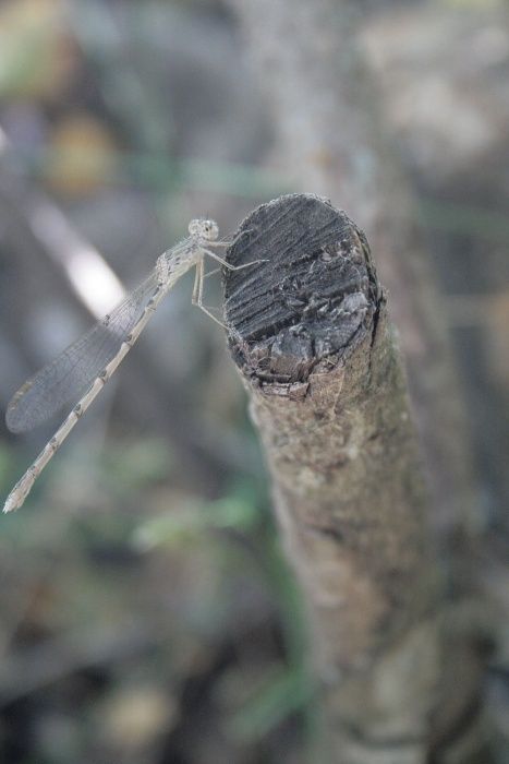 Фотоаппарат Canon EOS 400D БЕЗ ОБЪЕКТИВА