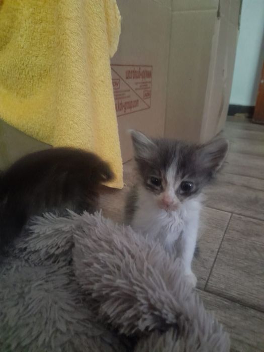 Отдам маленьких котят
