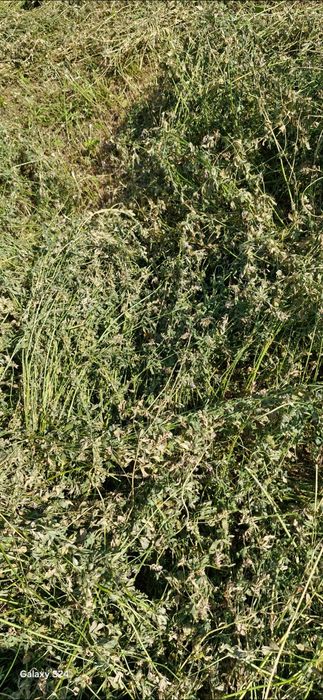 Vând baloț lucerna, fân, paie