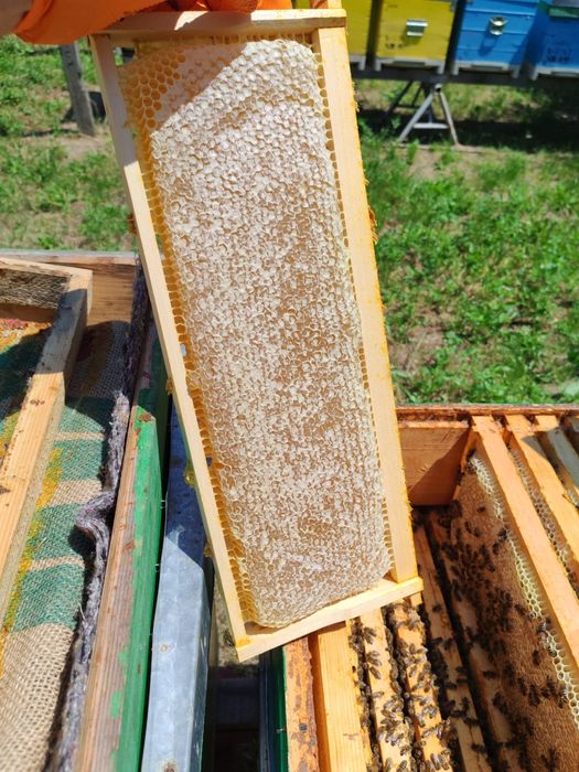 Miere de albine de vanzare