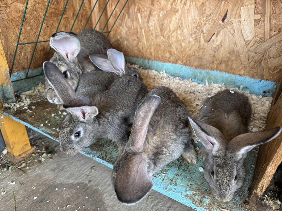 Iepuri Urias german gri si Fluture german