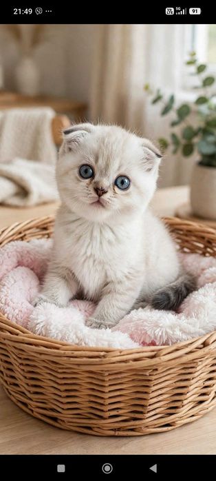 Шотландски котета