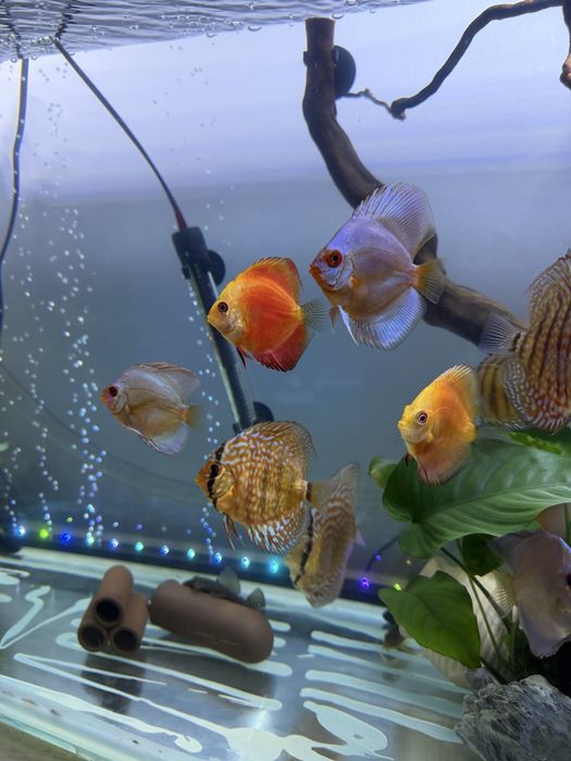 Pesti discus de vanzare