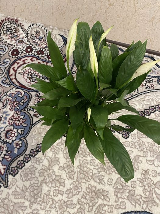 Цветок женское счастье Спатифиллум