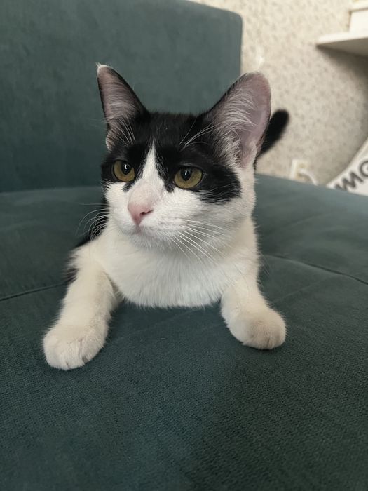 Одам даром 2 кошек