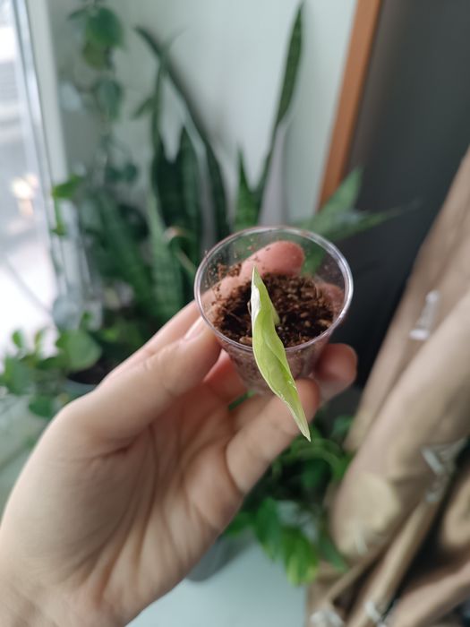 Детка шкуры дракона