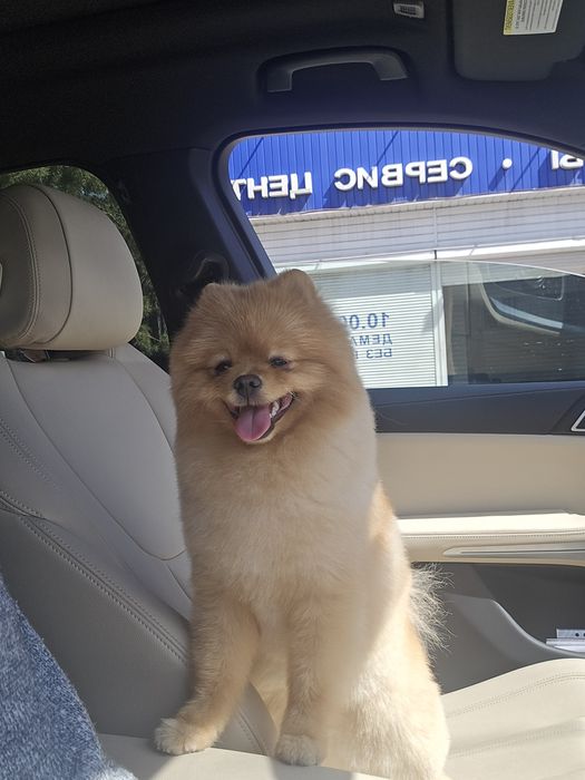 Для вязки шпиц померанский