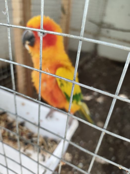 Попугай солнечный аратинга.