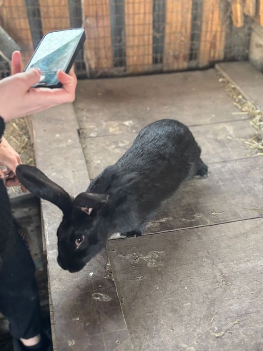 Кролики породистые