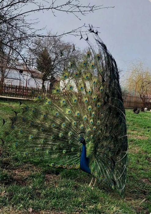 Păun matur 3 ani